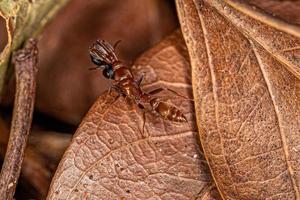 formiga de galho fêmea adulta carregando outra formiga da mesma espécie foto
