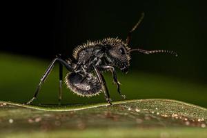 formiga carpinteira adulta foto