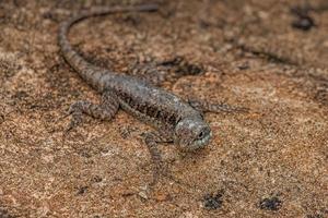 pequeno lagarto terrestre foto