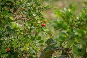 planta de jasmim laranja foto