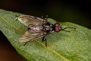 mosca muscoide adulta foto