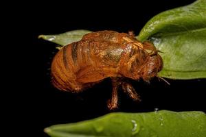 exuvia de cigarra típica foto