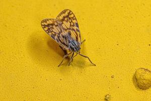 planthopper pequeno adulto foto