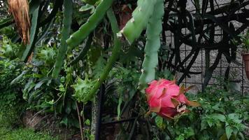 a fruta do dragão vermelho na árvore está pronta para ser colhida 02 foto