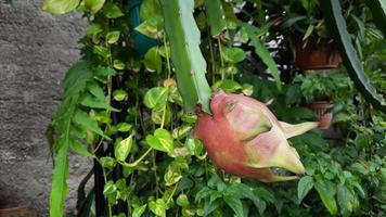 a fruta do dragão na árvore que começou a ficar vermelha 01 foto