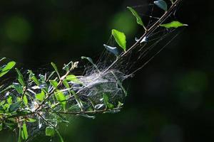 nos galhos e folhas das árvores teias de aranha de fios finos. foto