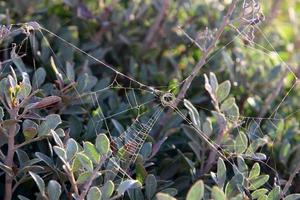 nos galhos e folhas das árvores teias de aranha de fios finos. foto