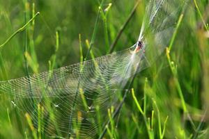 nos galhos e folhas das árvores teias de aranha de fios finos. foto