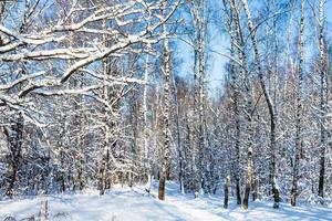 bosque de bétulas coberto de neve na floresta em dia ensolarado foto