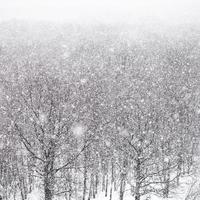 tempestade de neve sobre a floresta no inverno foto