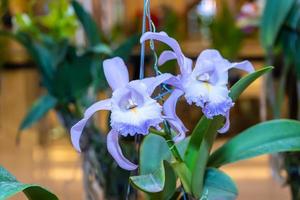 orquídeas cattleya florescem em um fundo de natureza. foto