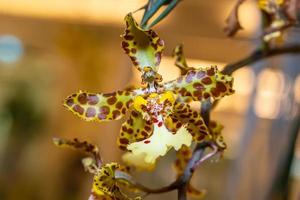 orquídea é cores brilhantes e bonitas foto