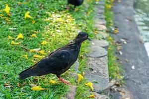 pombo no gramado foto