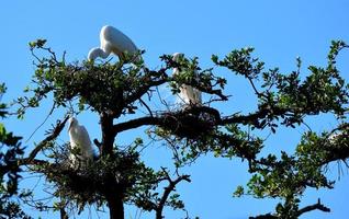 garças brancas em uma árvore foto