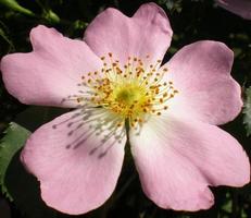 flor de rosa selvagem foto