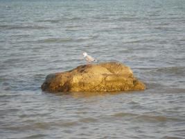 gaivota em pé sobre uma rocha. a costa do mar de azov foto