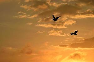 silhueta de pelicanos voadores foto