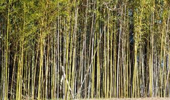 fundo de árvores de bambu foto