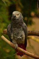 papagaio cinza amazônico em pé em um poleiro de árvore foto