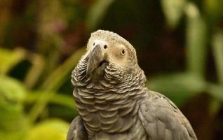 incrível olhar para um papagaio cinza de perto foto