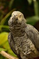 penas eriçadas em um papagaio cinza africano foto