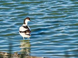 avocet malhado vadeando foto