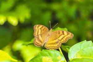 laranja preto amarelo borboleta borboletas inseto na planta verde tailândia. foto