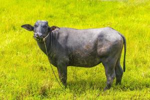 búfalo de água olhando para a natureza tropical da câmera no campo tailândia. foto