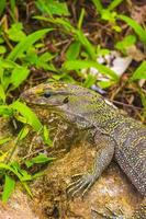 lagartos lagartixas iguanas répteis natureza em pedra rocha ramo tailândia. foto