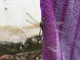 um par de libélulas acasaladas empoleiradas em uma toalha roxa. foto