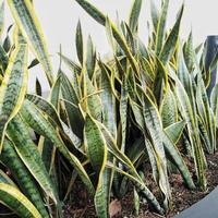 planta ornamental sansevieria trifasciata ou lidah mertua na indonésia, plantada no quintal da casa para deixar o quintal mais bonito foto