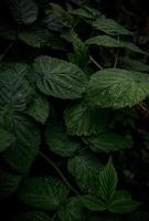 fundo vertical de folhas verdes de framboesa foto