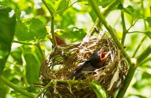 Robins bebê em um ninho foto