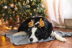 engraçado bonito cachorrinho border collie vestindo chapéu de chifres de veado traje de natal deitado perto da árvore de natal em casa dentro de fundo. preparação para férias. feliz feliz natal conceito. foto