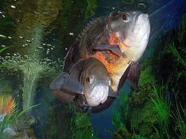 peixe astronotus no aquário de yalta foto