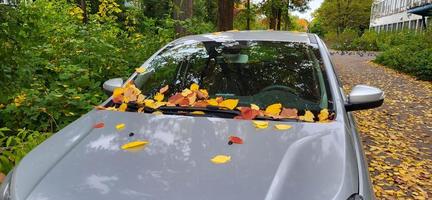 folhas coloridas de outono estão no para-brisa do carro foto