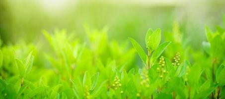 closeup da bela natureza ver folha verde sobre fundo desfocado de vegetação no jardim com espaço de cópia usando como conceito de página de capa de fundo. foto