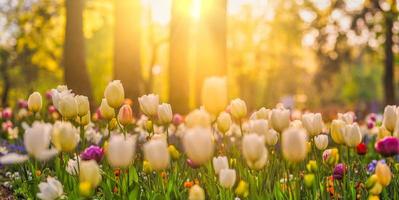 belo panorama de buquê de tulipas vermelhas brancas e rosa na natureza da primavera para design de cartão e banner web. closeup sereno, idílico romântico amor floral natureza paisagem. folhagem exuberante turva abstrata foto