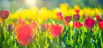 belo panorama de buquê de tulipas vermelhas brancas e rosa na natureza da primavera para design de cartão e banner web. closeup sereno, idílico romântico amor floral natureza paisagem. folhagem exuberante turva abstrata foto