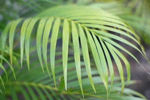 folha de palmeira tropical verde com sombra na parede branca foto