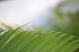 folha de palmeira tropical verde com sombra na parede branca foto