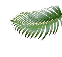 árvore de folha de palmeira verde tropical isolada no fundo branco foto