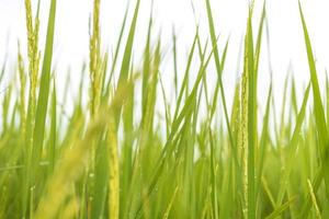 campos de arroz verde fresco nos campos estão crescendo seus grãos nas folhas com gotas de orvalho foto