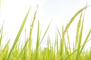 campos de arroz verde fresco nos campos estão crescendo seus grãos nas folhas com gotas de orvalho foto