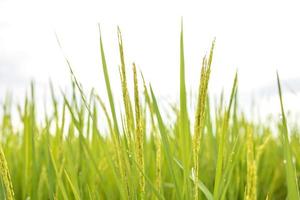 campos de arroz verde fresco nos campos estão crescendo seus grãos nas folhas com gotas de orvalho foto