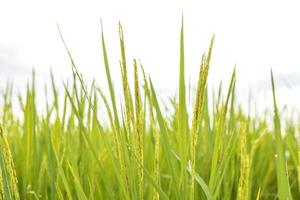 campos de arroz verde fresco nos campos estão crescendo seus grãos nas folhas com gotas de orvalho foto