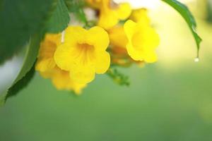 lindas flores amarelas florescendo e refrescantes na natureza. foto