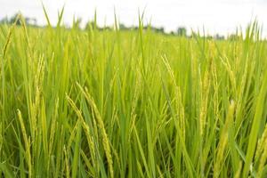 campos de arroz verde fresco nos campos estão crescendo seus grãos nas folhas com gotas de orvalho foto