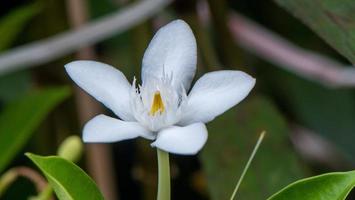 flor branca inda, wringhtia antidysenterica r.br no jardim foto