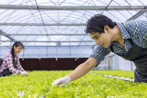 agricultores locais asiáticos cultivando sua própria alface de salada de carvalho verde na estufa usando a abordagem orgânica do sistema de água hidropônica para empresas familiares foto